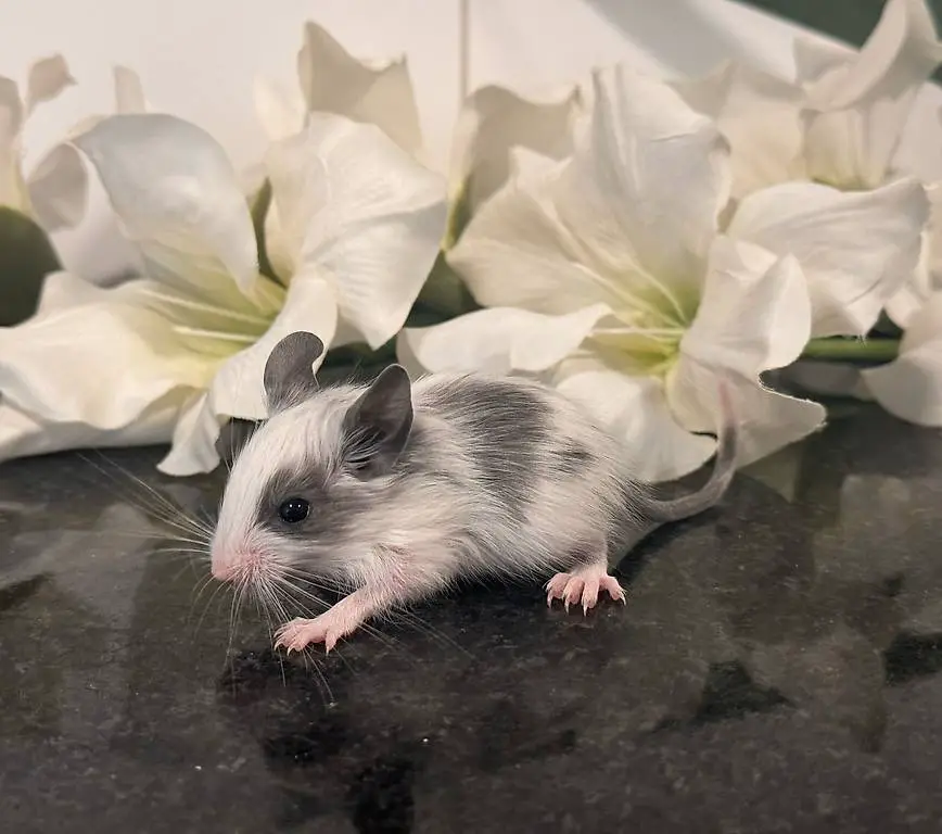 Degubabys Wunderschöne Degus