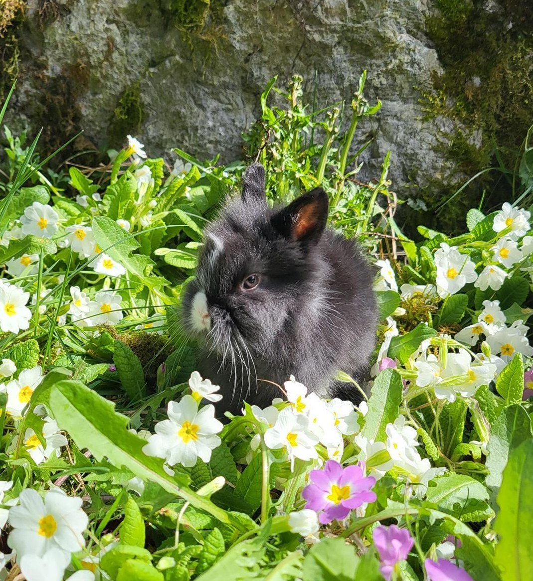 Löwenkopf Zwergkaninchen zu verkaufen