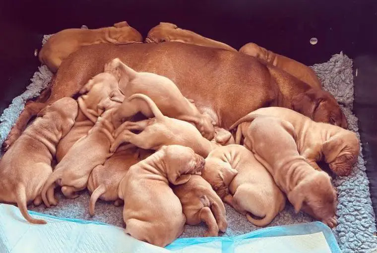 Magyar Vizsla welpen mit Ahnetafel