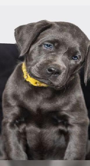 Labrador-Welpen m.P. *Körzucht* NOCH 1 - in Charcoal (dl. silber) und schwarz