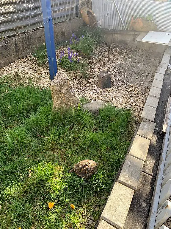 Griechische Landschildkröte