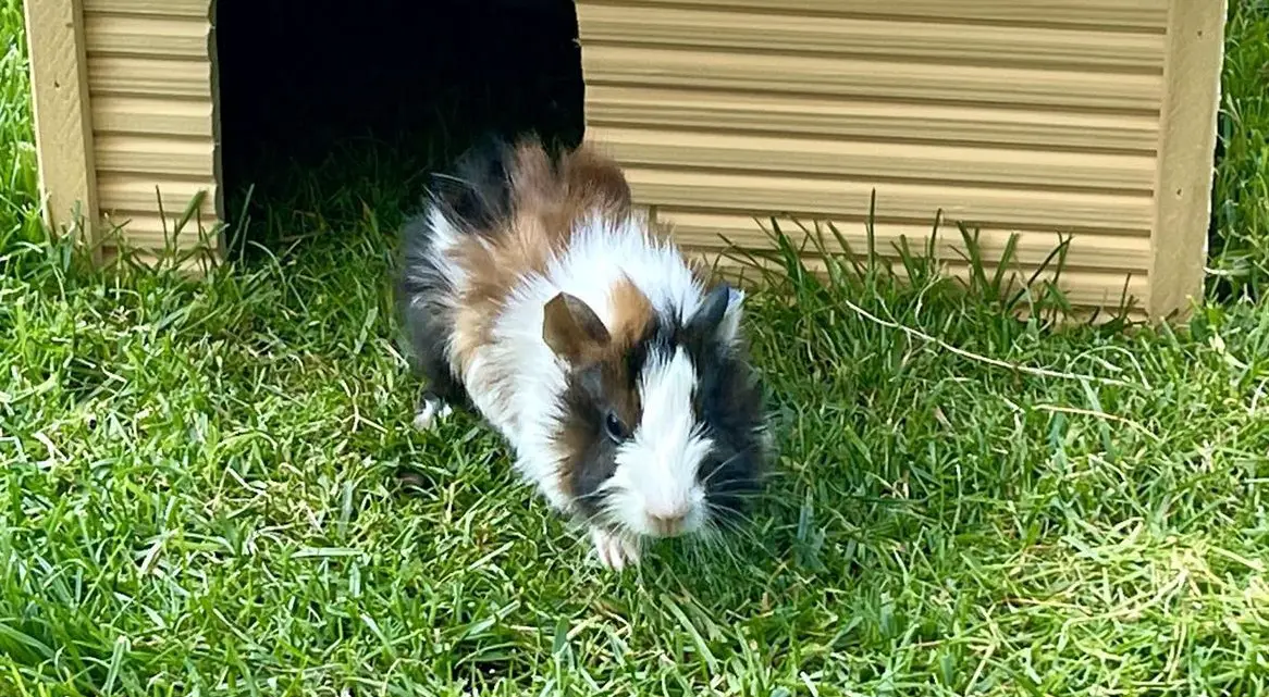Rosetten Meerschweinchen, männlich sucht Zuhause