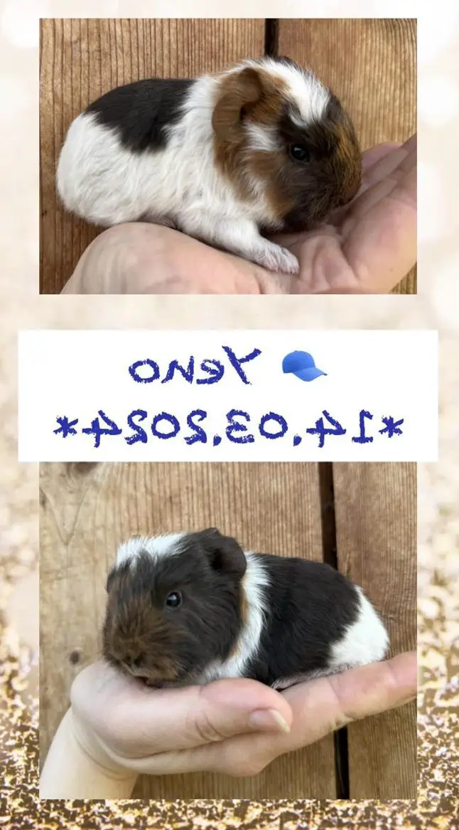 CH Teddy Meerschweinchen, versch. Farben aus artgerechter Zucht