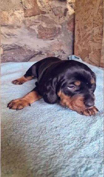 Schwarzwildbracke / Slovensky Kopov