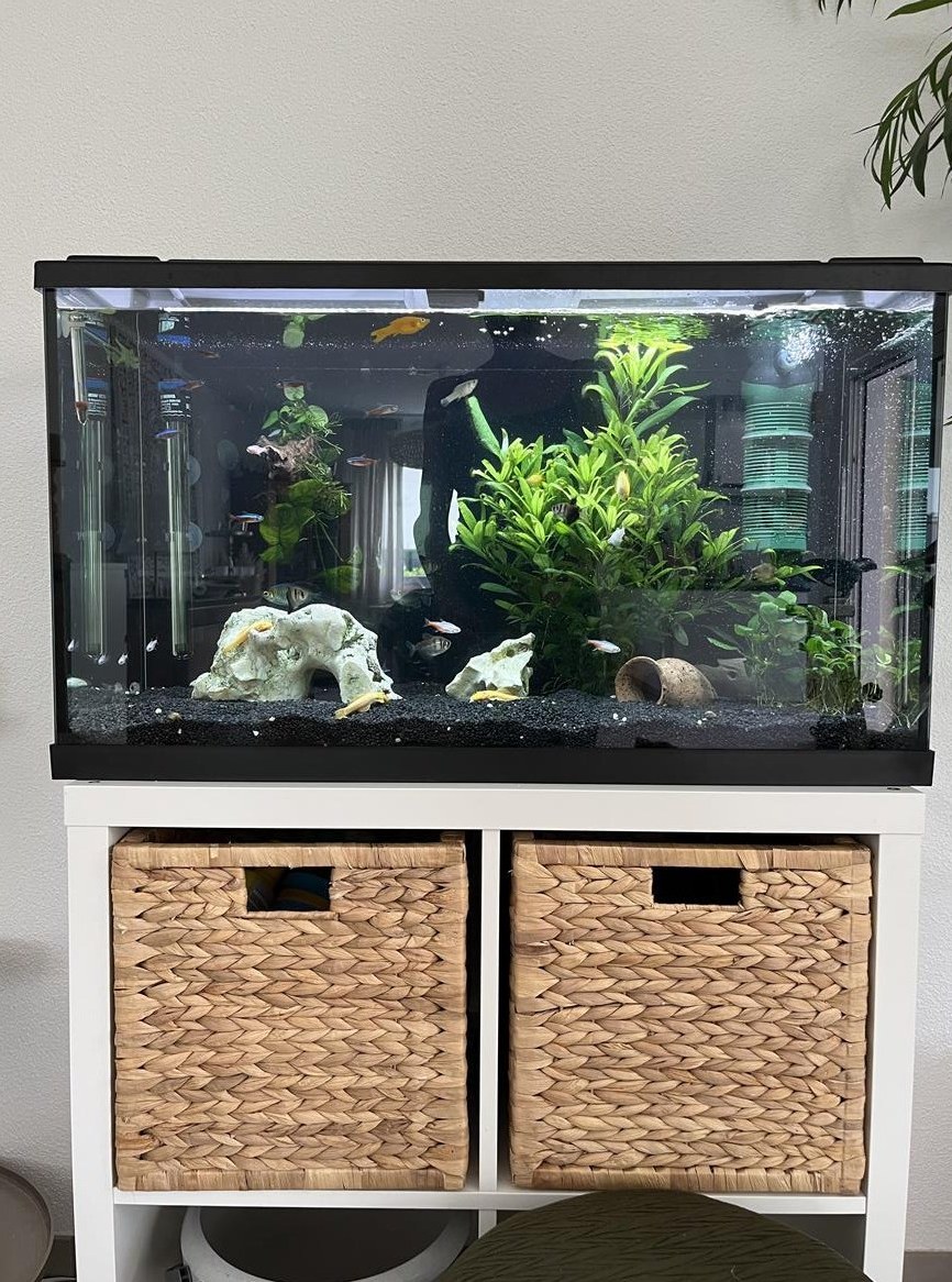 Eheim Aquarium 126 Liter komplett inkl. Fische