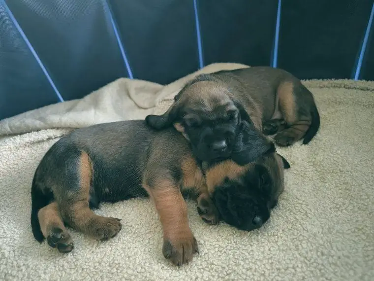 Welpen Bayerischer Gebirgsschweisshund