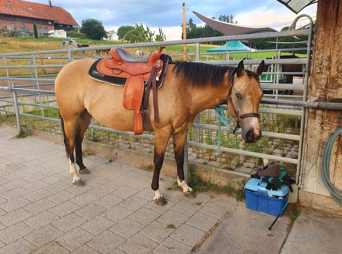 Reitbeteiligung für sehr liebe und ruhige Stute in Hellbühl LU