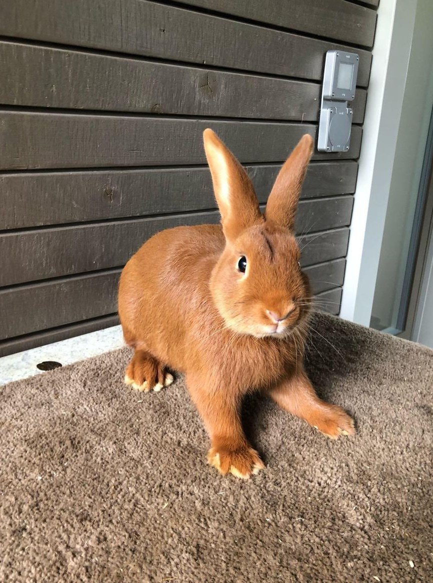 Sachsengold Kaninchen Rammler zu verkaufen