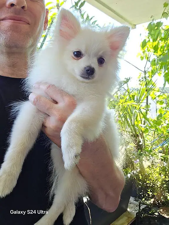 Pomeranian Zwergspitz Schweizgeborene Eidgenossen