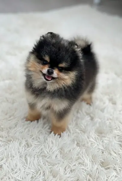 Pomeranian Zwergspitz Black tan