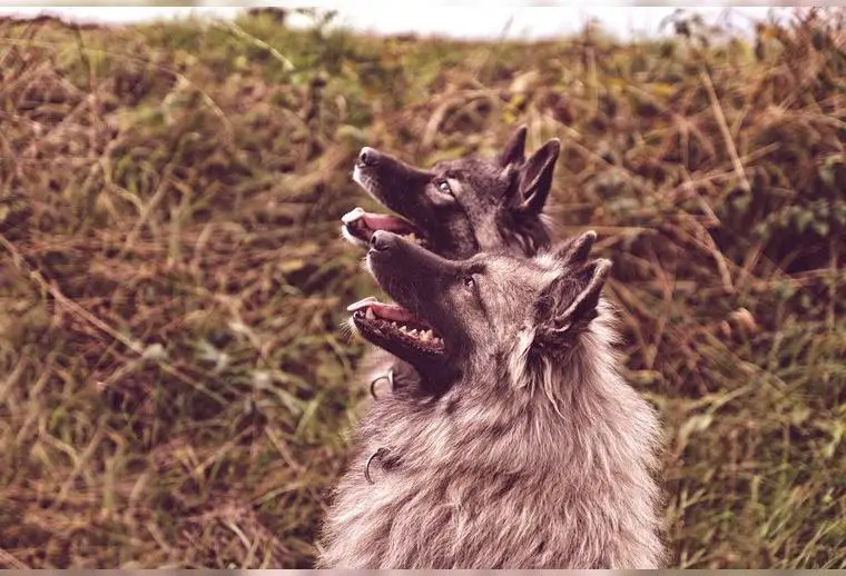 Wolfsspitz Alter Schlag