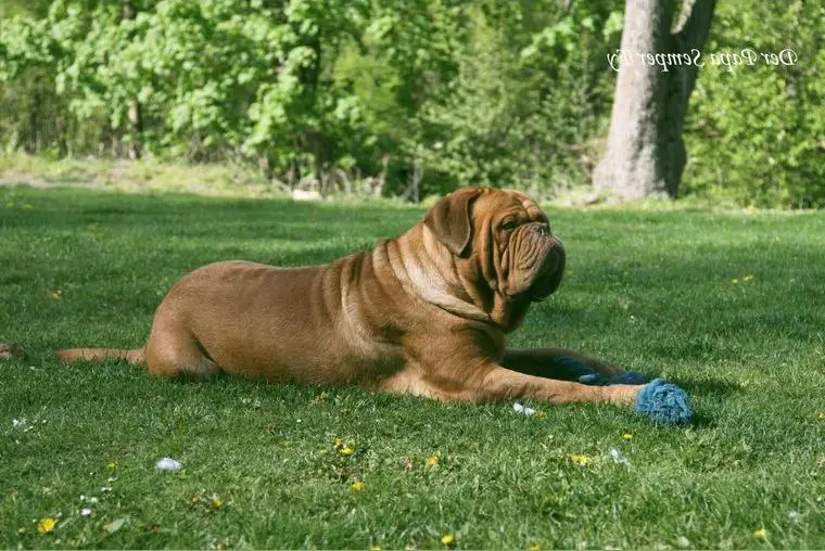Bordeauxdoggenwelpen aus VDH / FCI Zucht in liebevolle Hände abzugeben