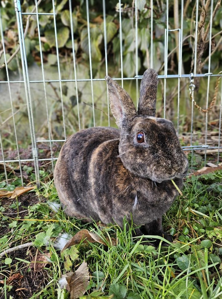 Vollfärbige Rex Kaninchen Zibbe zu verkaufen