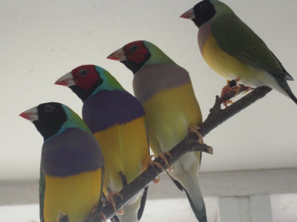 Nachzuchten Gouldsamadienen