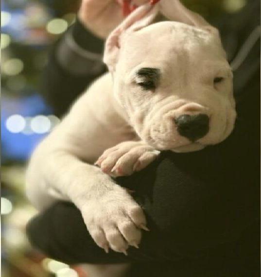Dogo Argentino welpen FCI