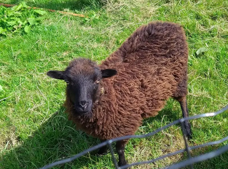Ouessant Aue / Böcke zu verkaufen