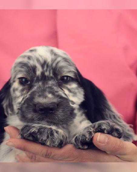Besondere Englisch Cocker Spaniel Weibchen mit Stammbaum