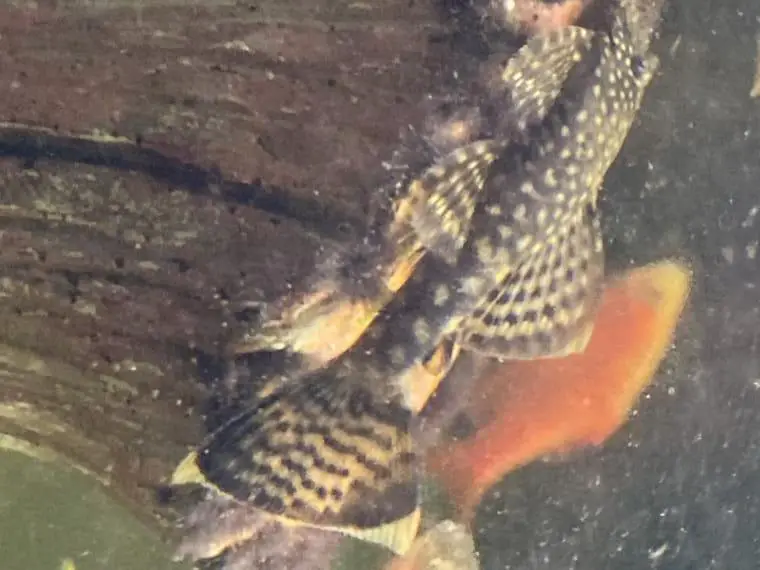 Schöne Welse diverse Grössen/ Alter