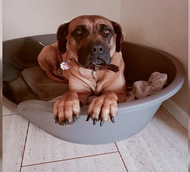 Welpen Presa Canario x Cane Corso