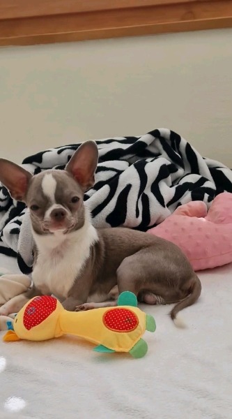 1 Jahr junger Chihuahua Junge