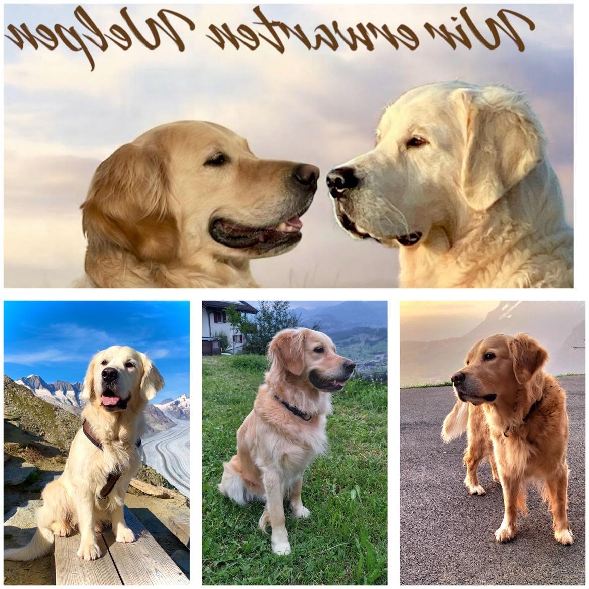 Golden Retriever Welpen aus Hobbyzucht