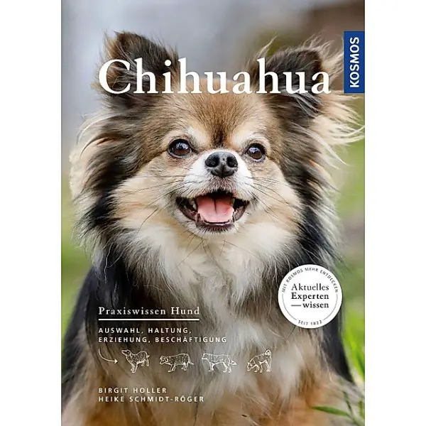Suche Züchter von langhaarigen Chihuahuas