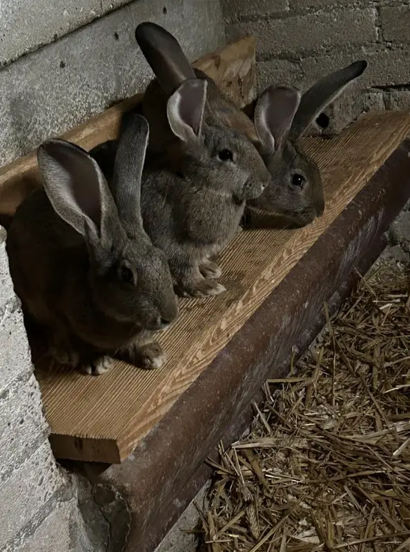 Junge Belgische Riesen Kaninchen