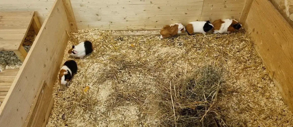 Junge Meerschweinchen, weiblich zu verkaufen