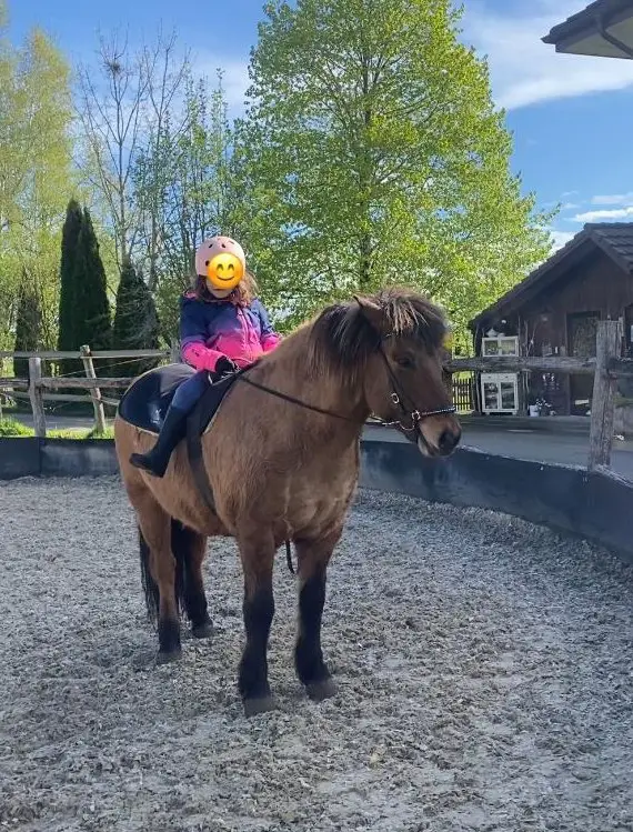 Therapiepferd/ Verlasspferd/ Anfängerpferd viergänger Islandpferd