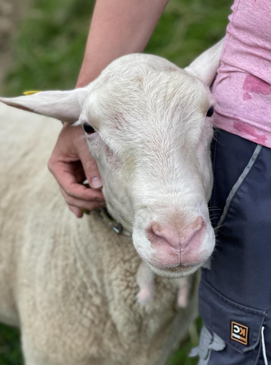 Ostfriesischer Milchschafbock reinrassig sucht neue Herde