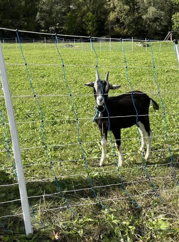 Kastrierte Bündner Strahlenziegen Böckli