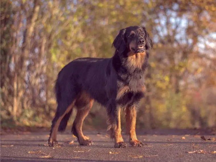 Wir erwarten Welpen (B-Wurf)
