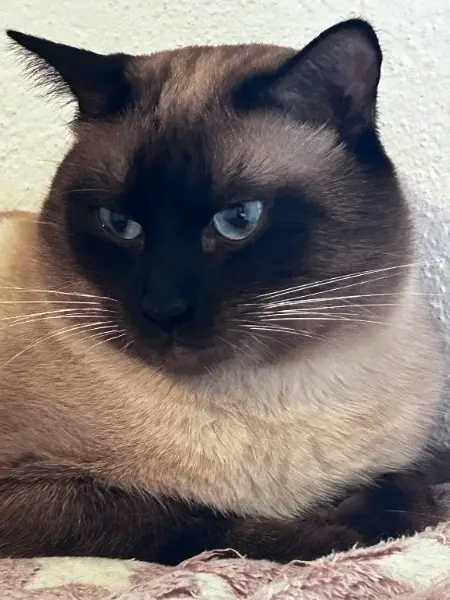 Deckkater Siam Seal Point