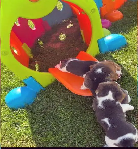 Beagle Welpen mit Ahnentafel