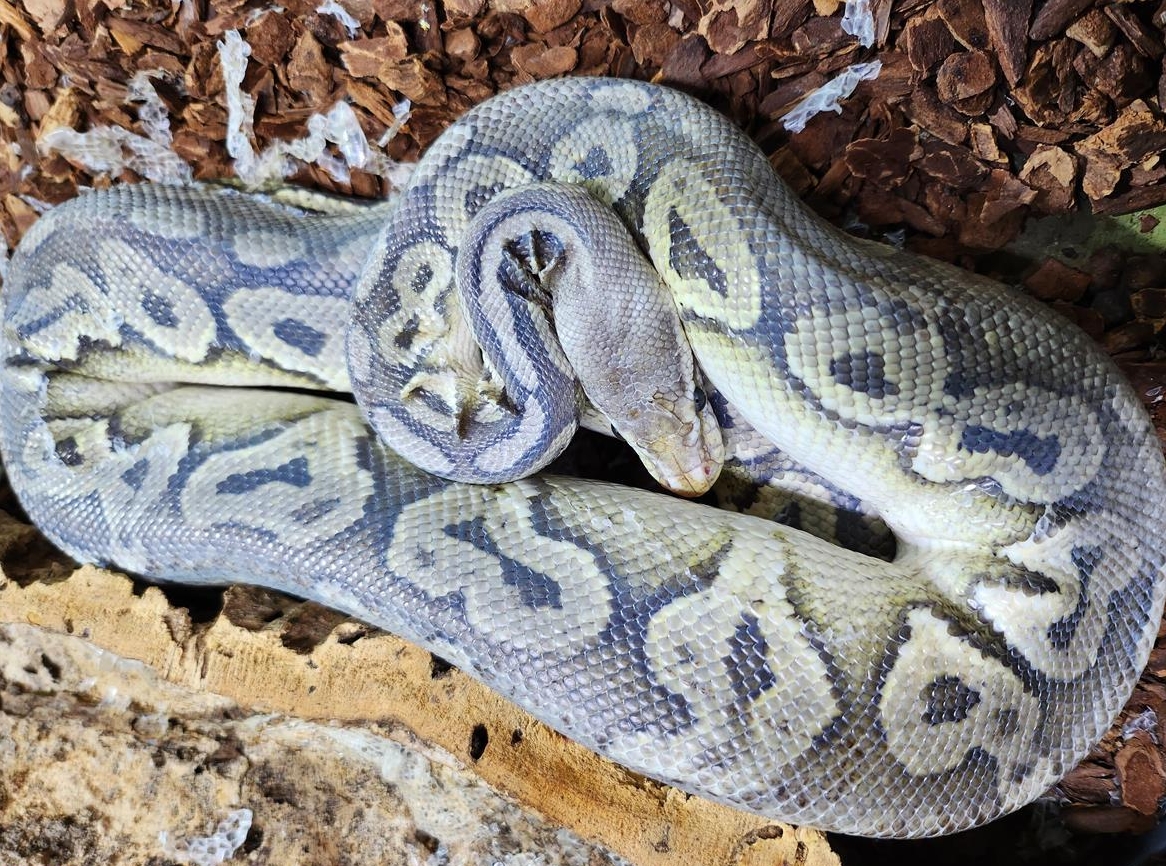 Königsphyton 2017 in gute Hände abzugeben