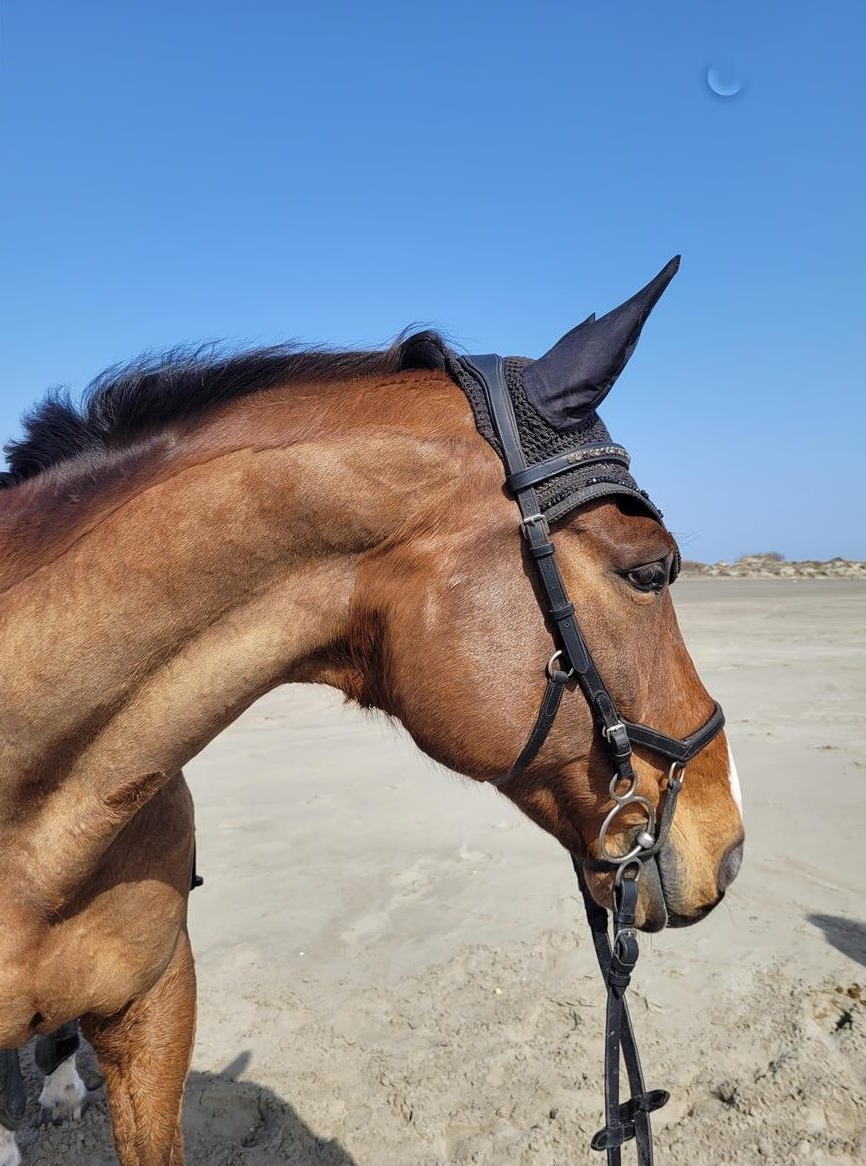 16-jähriger Wallach, Verlasspferd