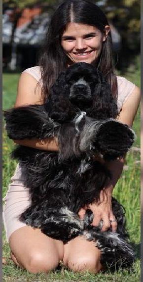American Cocker Spaniel Weibchen