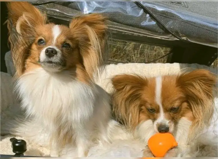 2 Papillons suchen Zuhause (Zwergspaniel)