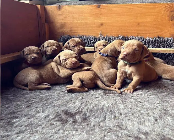 Magyar Vizsla Welpen aus Jagdlicher Leistungszucht 1 Rüde sucht noch sein perfektes Zuhause
