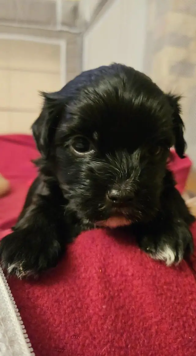 Bolonka Zwetna Welpen zu verkaufen