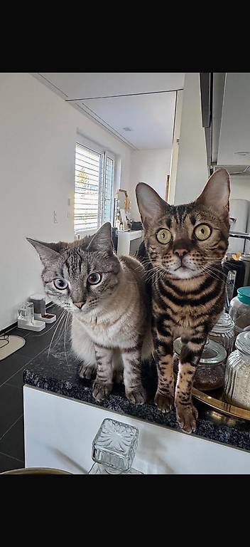 Bengalkatzen suchen ein liebevolles Zuhause mit Auslauf