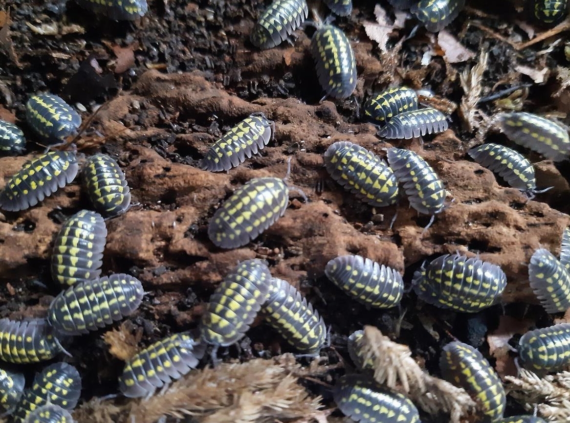 Faszinierende Asseln zu verkaufen, Armadillidium gestroi