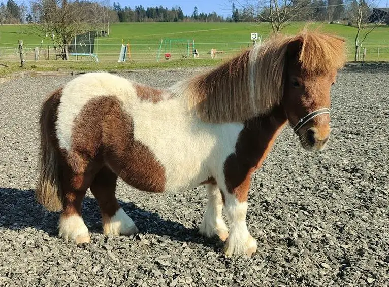 Mini Shetty Wallach NICK, Schecke, ca. 92cm