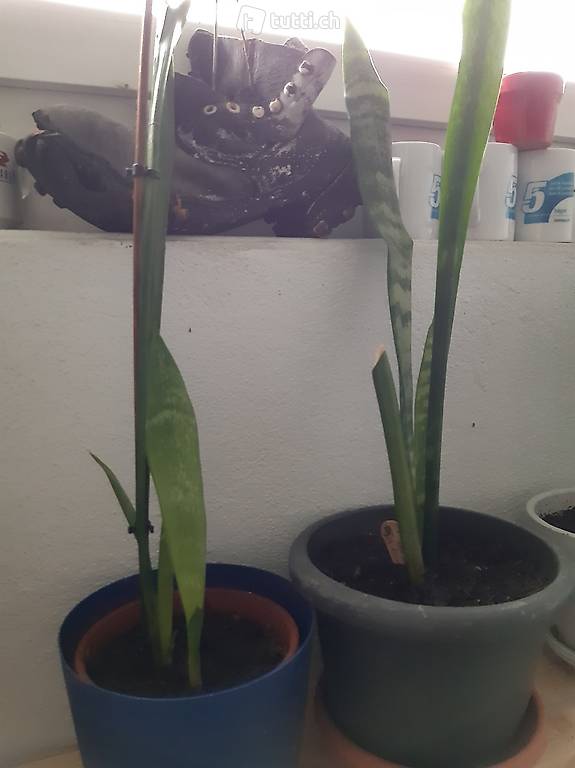 Schwiegermutterzunge