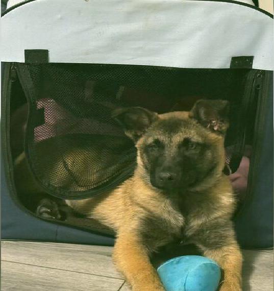 Malinois belgischer Schäferhundin