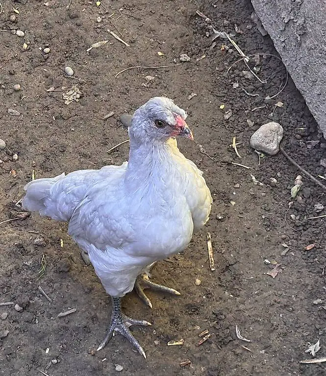 British Lavender Araucana Junghahn