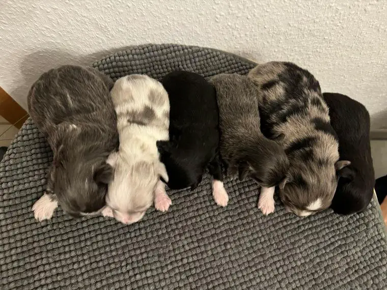 Chihuahua Mischlinge in Sonderfarbe