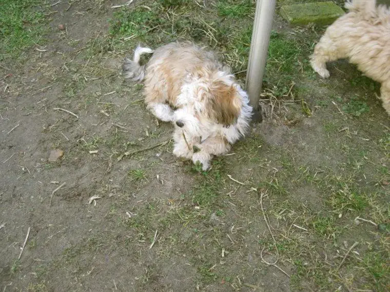 Wunderschöne Havaneser Welpen