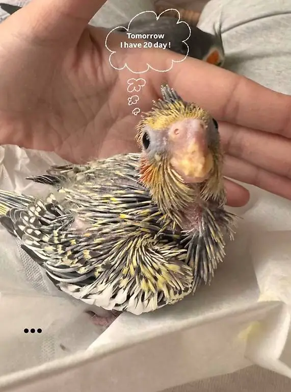 Calopsittes EAM pour fin juin