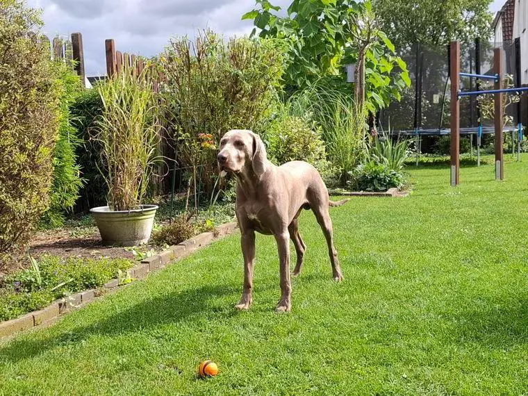 Weimaraner Rüde abzugeben